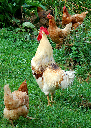 Chickens provide an excellent source of high nitrogen manure to add to your compost.