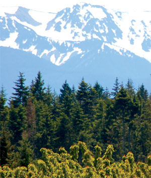 Native noble firs dominate a ridge top.