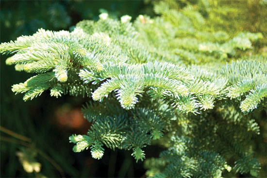 Noble fir boughs are strong and beautiful.