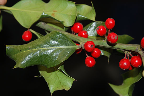 The bright green leaves and brilliant red berries of English holly are widely used for decoration during the winter holiday season.