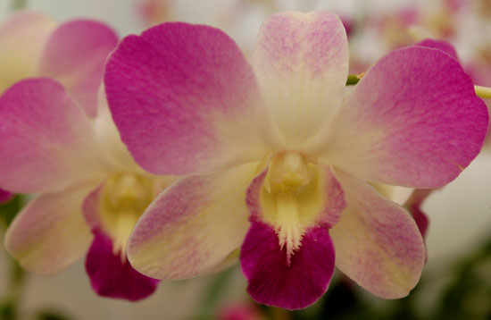 Dendrobiums, like this Jaqueline Thomas, provide long-lasting cut flowers for bouquets.