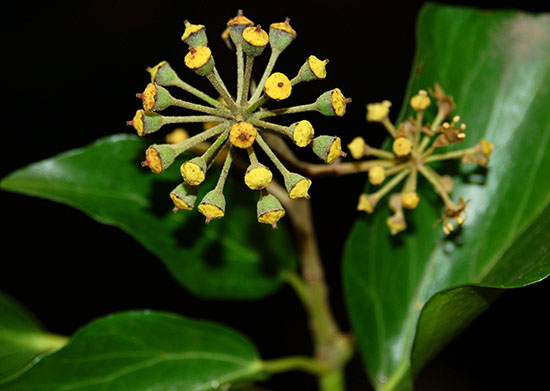 Curiously, English ivy flowers in winter when few other plants bloom.