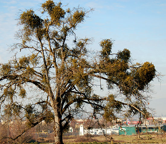 Native mistletoe on white oak in Southern Oregon.