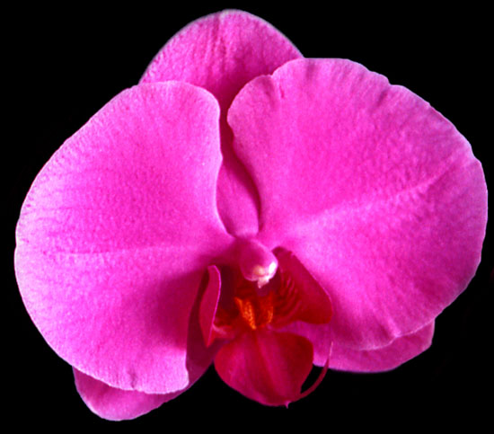 Phalaenopsis Ida Fukumura flowers are large and intensely colored.