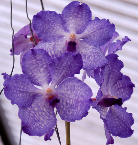 The flowers of Vanda coerulea are spectacular in size and color.