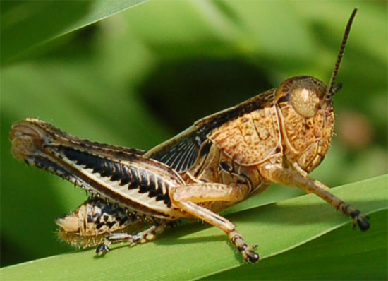 Baby grasshoppers, or nymphs, resemble adults but their wings are undeveloped.