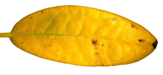 Yellow rhododendron leaf