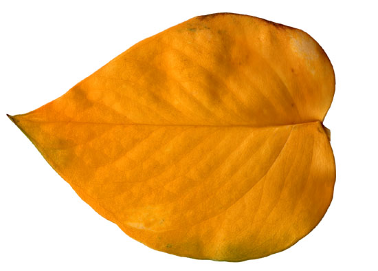Yellow leaf on a pothos