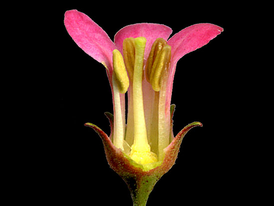 The basic structures of flowers are shown in this photo. Sepals, petals, stamens (male sex parts), and pistil (female sex parts).