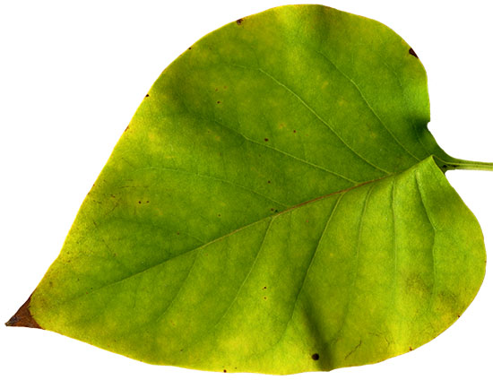 Yellowing lilac leaf