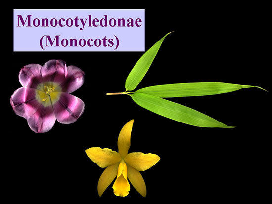 Monocots usually have flowers with parts in sets of three and leaves with parallel veins.