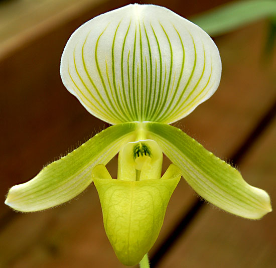 Paphiopedilums, or slipper orchids, also have flowers in a wide range of colors.