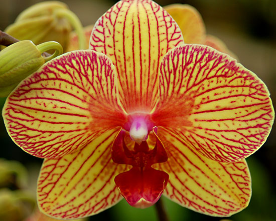 Phalaenopsis orchids come in white, pink, yellow, and can be spotted or striped as well.