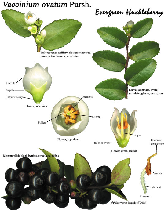 Evergreen huckleberry, Vaccinium ovatum, is a native shrub and a beautiful ornamental shrub.