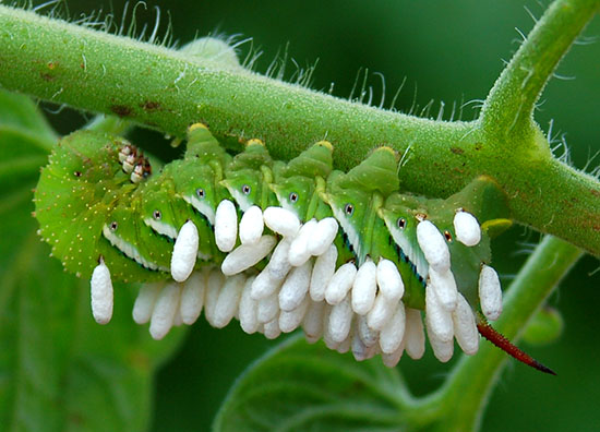 This hornworm caterpillar was eaten alive by a parasite.