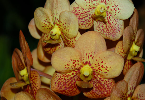 The lovely Ascocendas, hybrids between Vanda and Ascocentrum, are delightful and colorful miniature vandas.