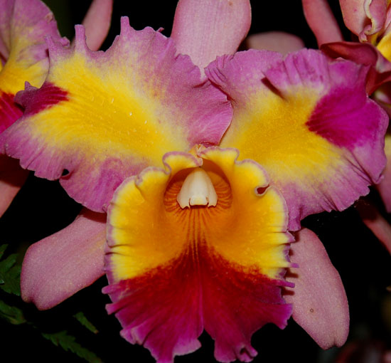 A splash-petal Cattleya hybrid with a peloric gene that makes the petals similar to the lip.