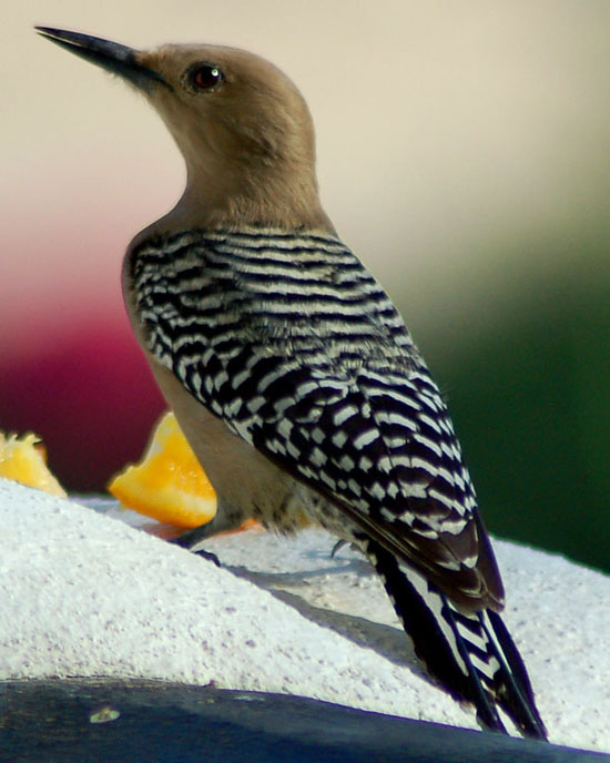 gilawoodpecker
