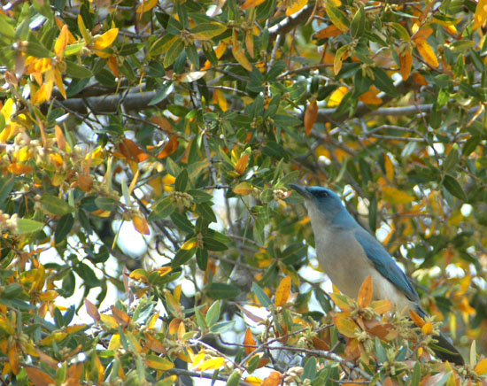 Mexican jay