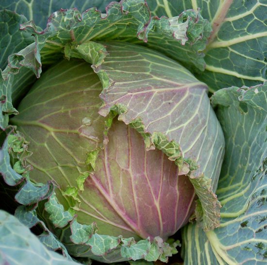 cabbage winter 105